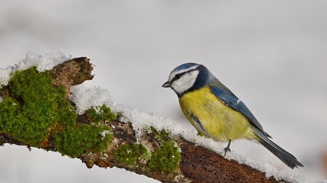 AI-Powered Biodiversity Monitoring: Revolutionizing How We Track Nature’s Hidden Patterns